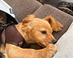 Собаки в других городах Краснодарского края: Английский Кокер спаниель  Мальчик, 17 000 руб. - фото 2