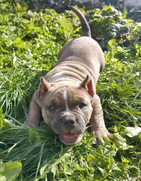 Собаки в Александрове: Ласковый мальчик американский булли Мальчик, 110 000 руб. - фото 3