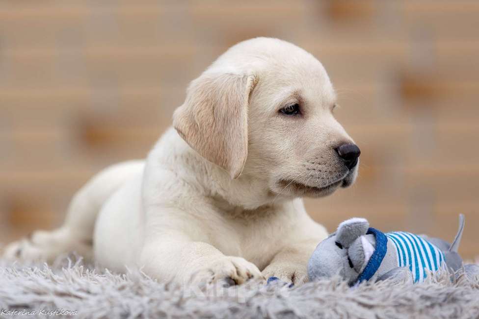 Собаки в других городах Московской области: Палевые щенки Лабрадора от Чемпиона Мира Мальчик, 90 000 руб. - фото 9