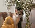 Кошки в Бирске: пропал кот Мальчик, 1 000 руб. - фото 4