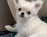 Собаки в Казани: Щенки чихуахуа с родословной Девочка, 45 000 руб. - фото 3