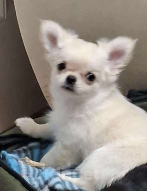 Собаки в Казани: Щенки чихуахуа с родословной Девочка, 45 000 руб. - фото 3