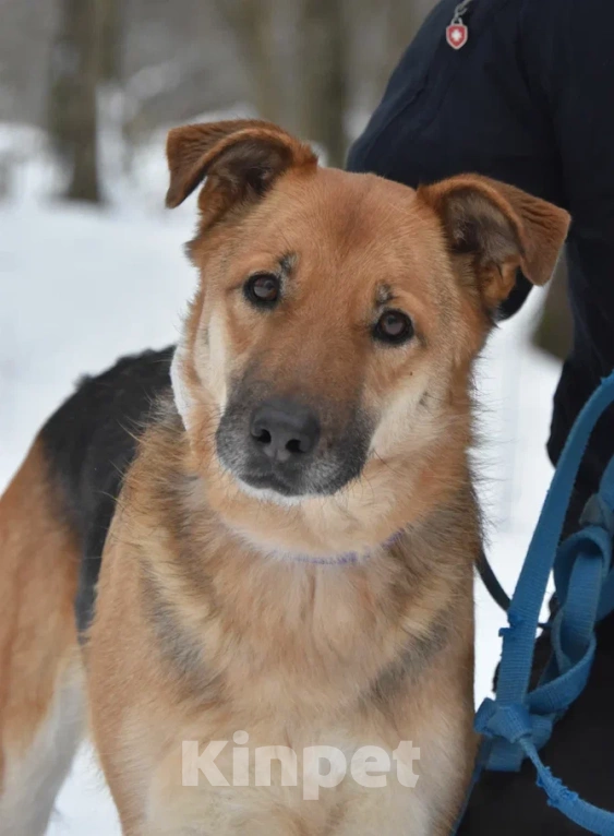 Собаки в Москве: Герда в поисках дома Девочка, Бесплатно - фото 3