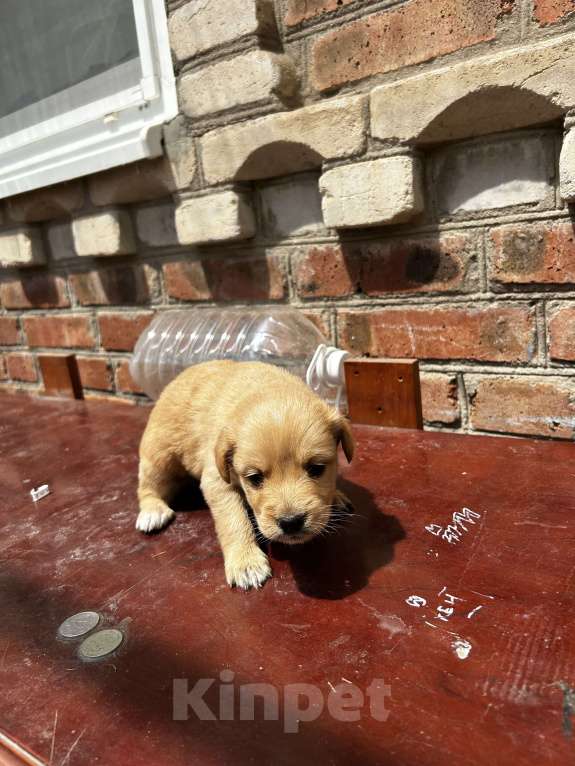 Собаки в Батайске: Щенок Мальчик, Бесплатно - фото 2