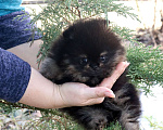 Собаки в Москве: Крошка шпиц. Бэби-Фэйс 👍 Мальчик, 75 000 руб. - фото 2