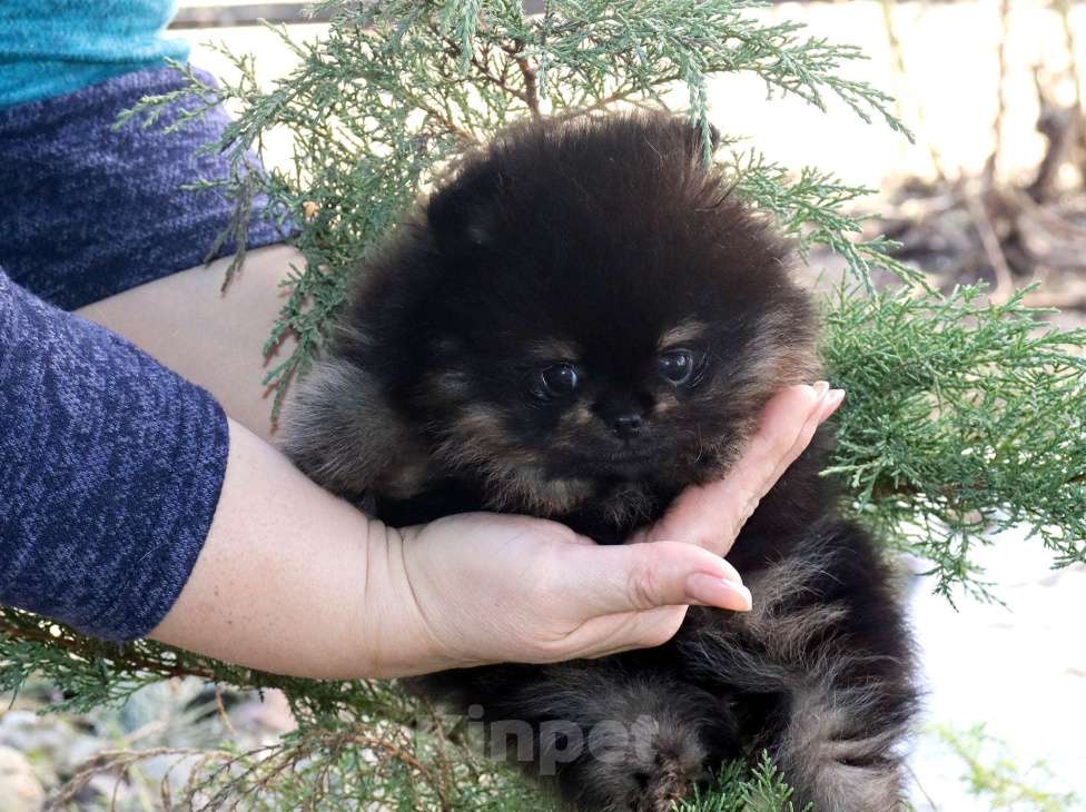 Собаки в Москве: Крошка шпиц. Бэби-Фэйс 👍 Мальчик, 75 000 руб. - фото 2