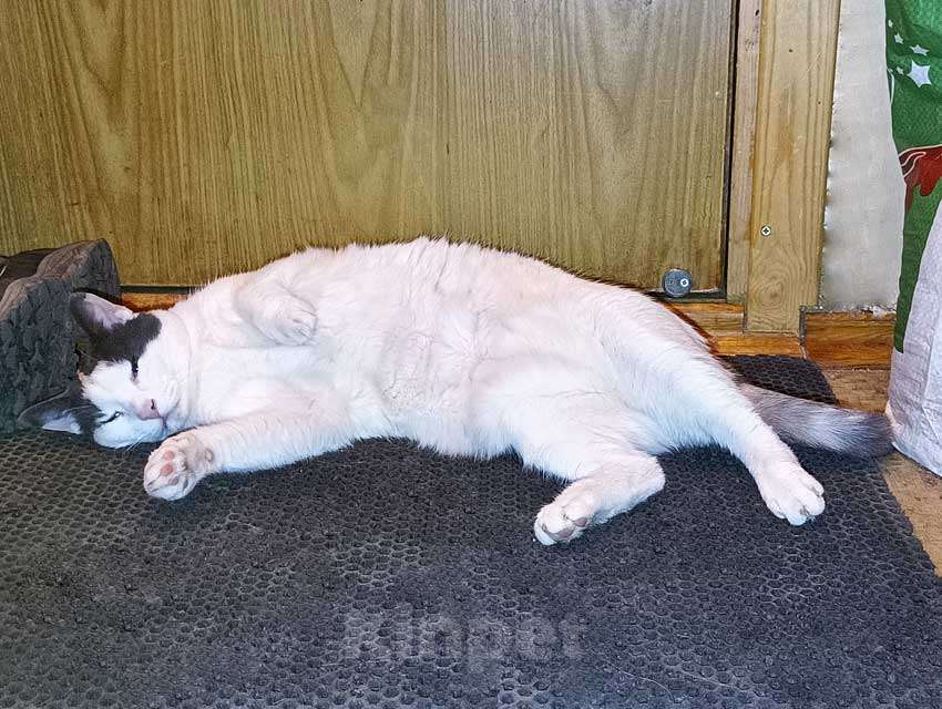 Кошки в Санкт-Петербурге: Зюфа ищет дом Девочка, Бесплатно - фото 7