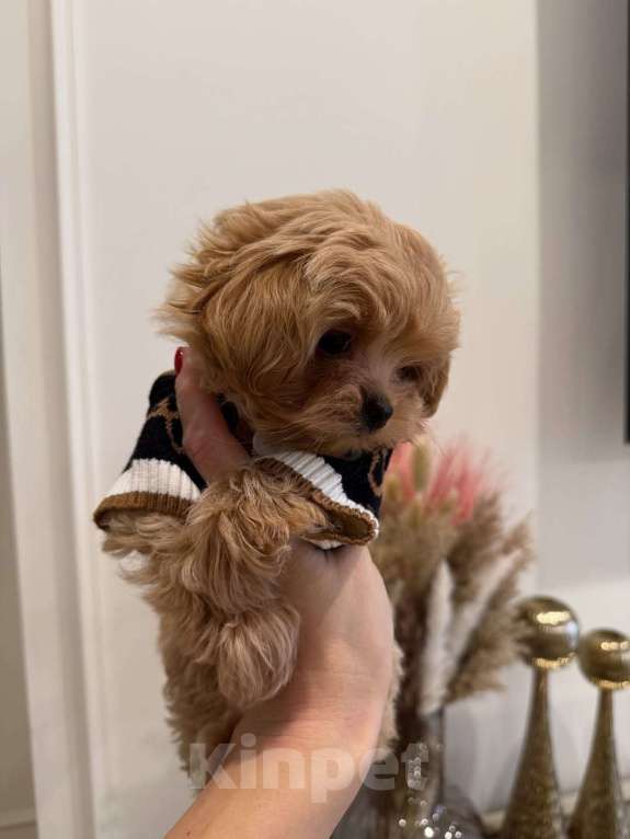 Собаки в Санкт-Петербурге: Мальтипу ,щенок Мальчик, 180 000 руб. - фото 2