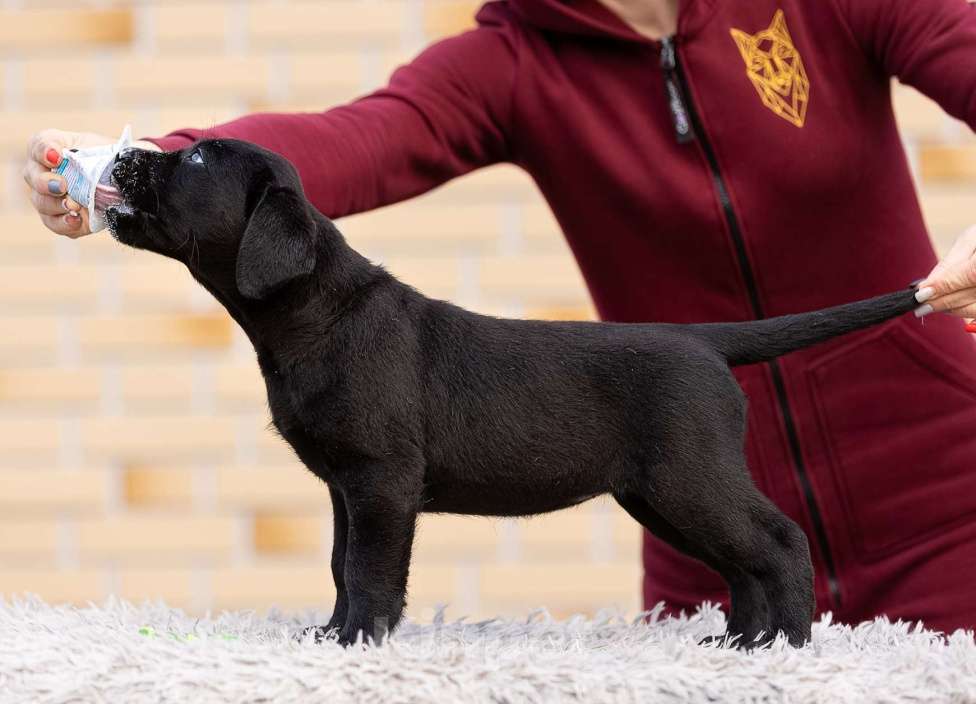 Собаки в других городах Московской области: Черные щенки Лабрадора Мальчик, 80 000 руб. - фото 4