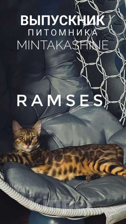 Кошки в Ставрополе: Бенгальские котята Мальчик, 40 000 руб. - фото 4