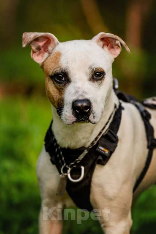 Собаки в Москве: Красивый пёс Дарий в добрые руки. Мальчик, Бесплатно - фото 6