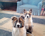 Собаки в Солнечногорске: щенки якутской лайки Девочка, 20 000 руб. - фото 6