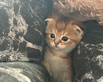 Кошки в Альметьевске: Шотландская золотая шиншилла Разнополые, 17 000 руб. - фото 2
