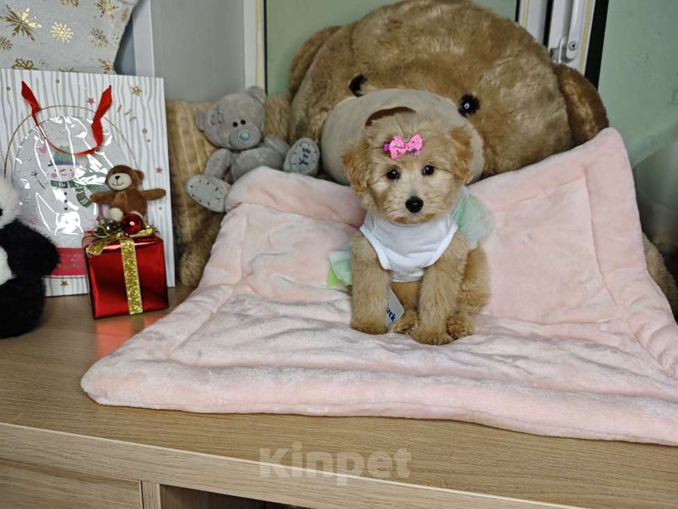 Собаки в Москве: Мальтипу  Девочка, 95 000 руб. - фото 2