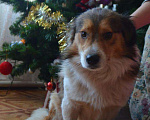 Собаки в Краснодаре: Словно герой из мультика ЯРКИЙ БОБА! Мальчик, Бесплатно - фото 7