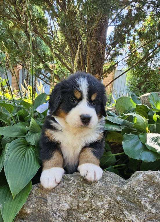 Собаки в других городах Московской области: Питомник "Зенненхунд России" предлагает щенков Девочка, 150 000 руб. - фото 4