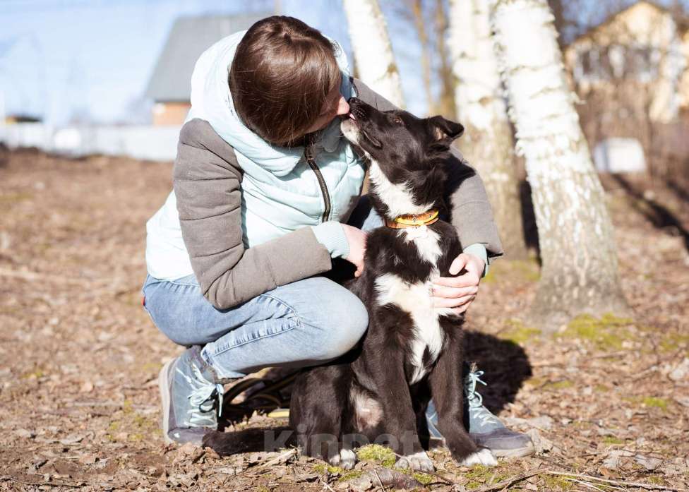 Собаки в Москве: Щенок в добрые руки Мальчик, Бесплатно - фото 8