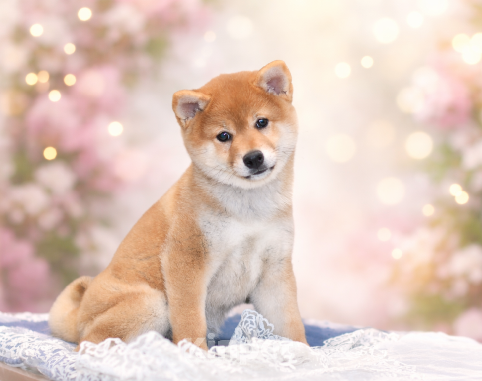 Собаки в Москве: Щенок сиба-ину-девочка, 3 месяца, готова к переезду. Девочка, 90 000 руб. - фото 2