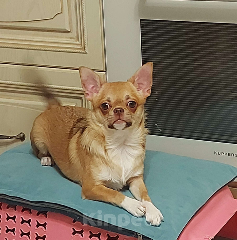 Собаки в Новосибирске: Девочка Чихуахуа  Девочка, Бесплатно - фото 2
