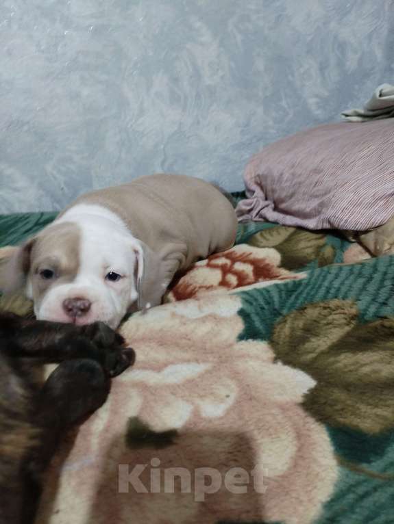 Собаки в других городах Ростовской области: AngeloNatVik FLORENCE  Девочка, 130 000 руб. - фото 2