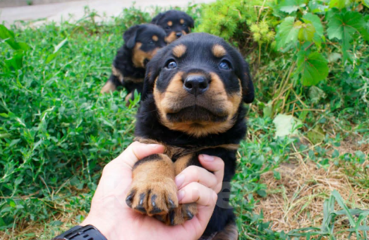 Собаки в Невинномысске: Щенок Девочка, 15 000 руб. - фото 1