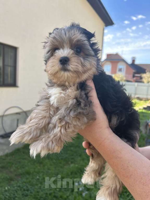 Собаки в других городах Московской области: Серый Мальчик, 35 000 руб. - фото 2