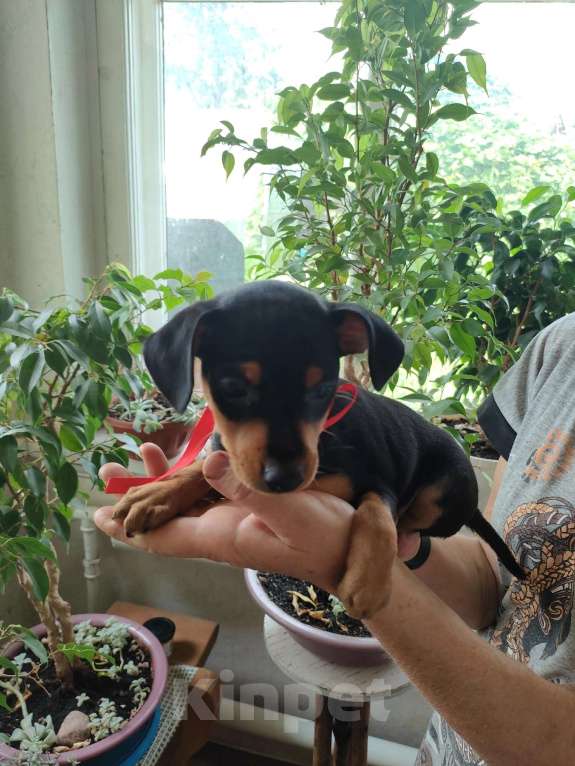 Собаки в Клинцах: Щенок цвергпинчера  Девочка, 15 000 руб. - фото 2