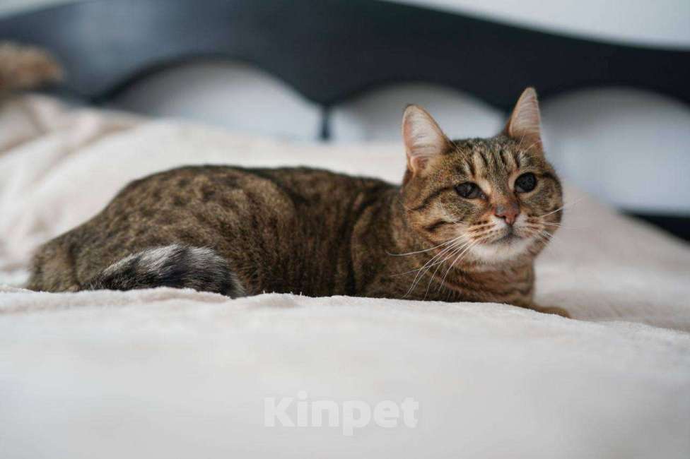 Кошки в Москве: Кошечка Соня ищет дом!  Девочка, Бесплатно - фото 8