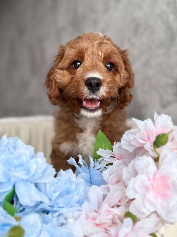 Собаки в Москве: Кавапу щенок Мальчик, Бесплатно - фото 7