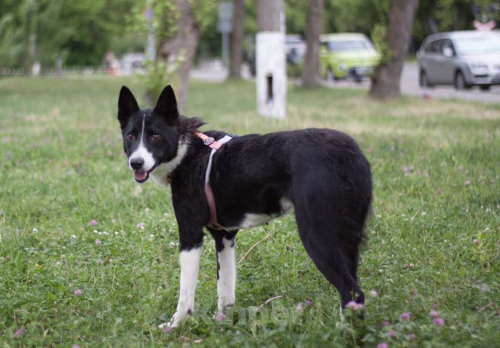 Собаки в Москве: Собака в добрые руки из приюта Девочка, Бесплатно - фото 4