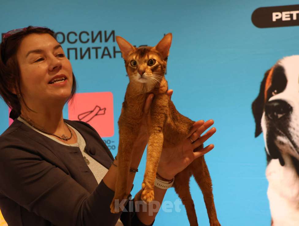 Кошки в Красноярске: ABY BLIZZARD ASTER-AMUR CACIB WCF Мальчик, 35 000 руб. - фото 4