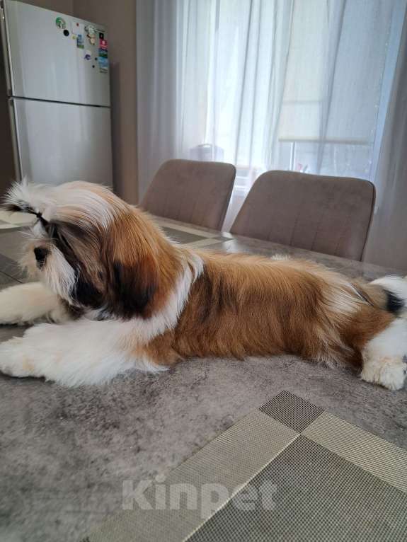 Собаки в других городах Тверской области: Мальчик Ши-тцу  Мальчик, Бесплатно - фото 5