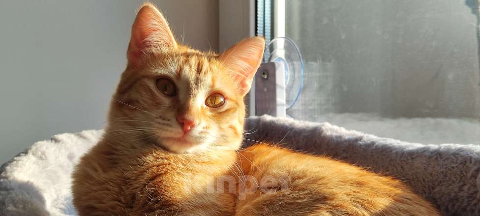 Кошки в Королеве: Котёнок рыжий девочка Девочка, 13 руб. - фото 4