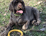 Собаки в Самаре: Американский кокер-спаниель вязка, 3 000 руб. - фото 6