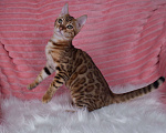 Кошки в Санкт-Петербурге: Бенгальский котенок девочка Девочка, 45 000 руб. - фото 1