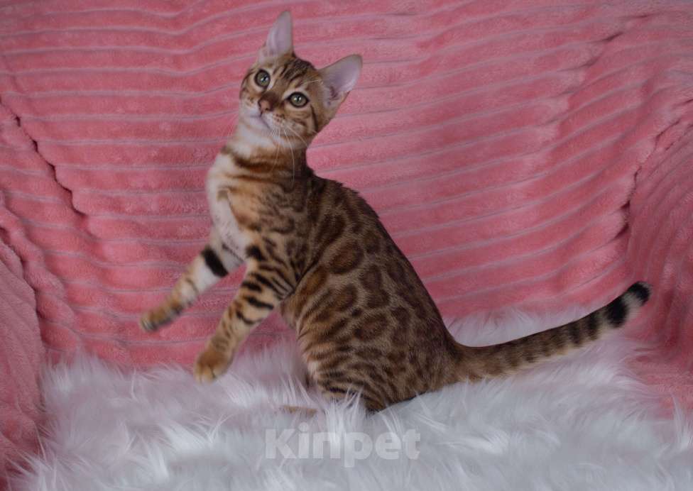 Кошки в Санкт-Петербурге: Бенгальский котенок девочка Девочка, 45 000 руб. - фото 1