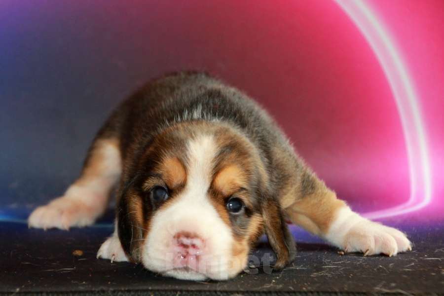 Собаки в Москве: Щенки бигля ркф Мальчик, 80 000 руб. - фото 5