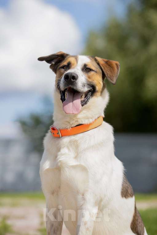 Собаки в Наро-Фоминске: Марио - самый добрый пес Мальчик, Бесплатно - фото 3