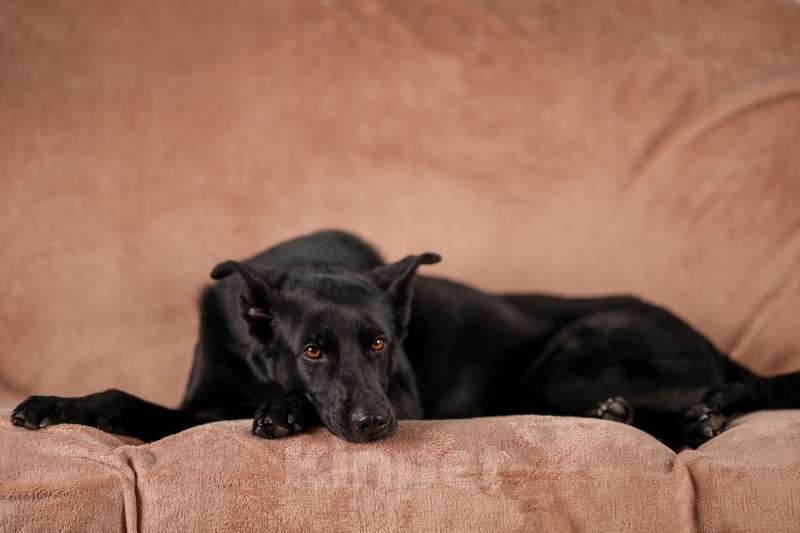 Собаки в Москве: Небольшая спокойная собачка Амели в добрые руки Девочка, Бесплатно - фото 3