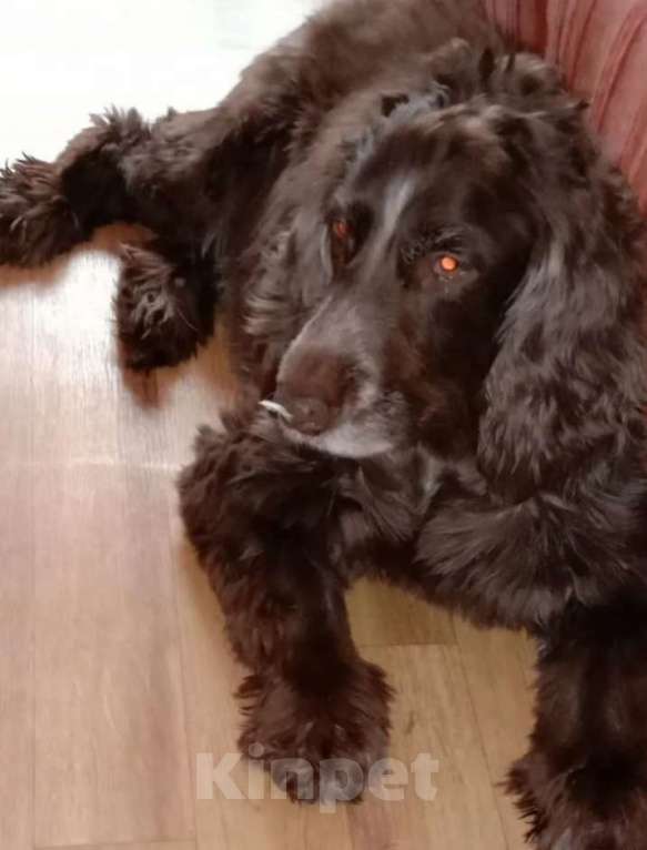 Собаки в Нижнем Новгороде: Русский спаниэль в добрые руки. Мальчик, Бесплатно - фото 1