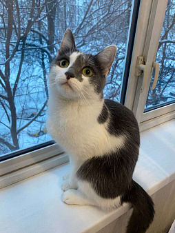 Отдам кошку в добрые руки