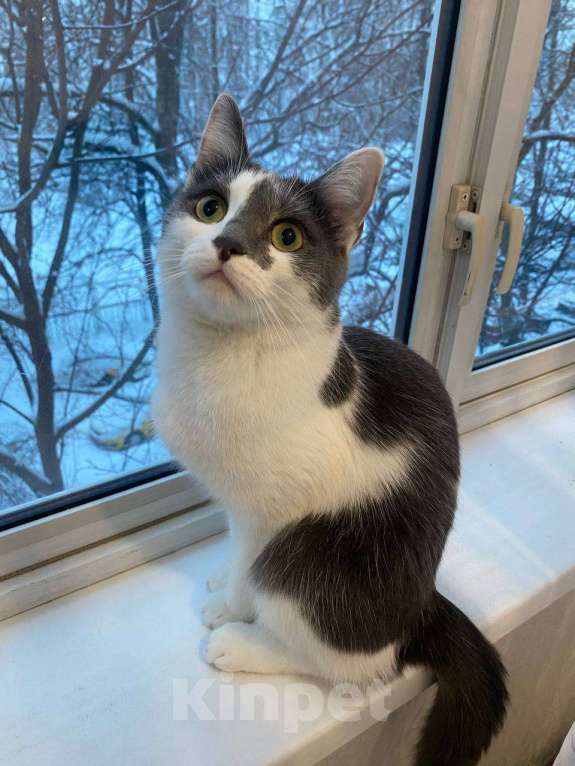 Кошки в Москве: Отдам кошку в добрые руки Девочка, Бесплатно - фото 1