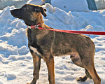 Собаки в Чехове: Красавец Лир в самые любящие руки Мальчик, Бесплатно - фото 4