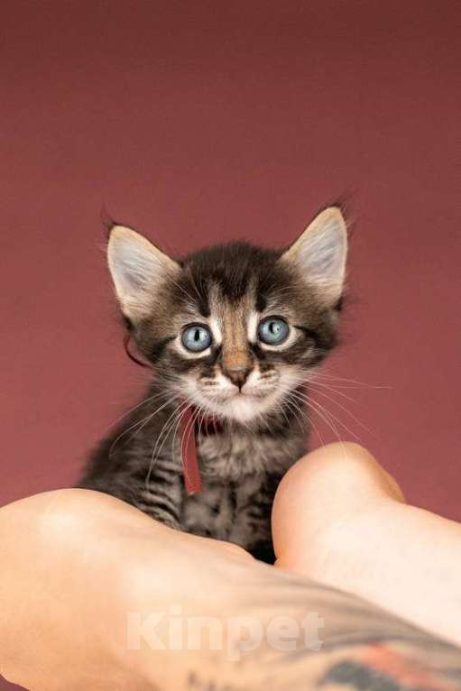 Кошки в Москве: Котята от сибирской мамы — 1,5 месяца в добрые руки Мальчик, Бесплатно - фото 10