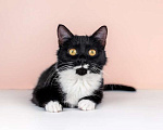 Кошки в Москве: Маркиза Дарья, черно-белая кошка в добрые руки Девочка, Бесплатно - фото 5