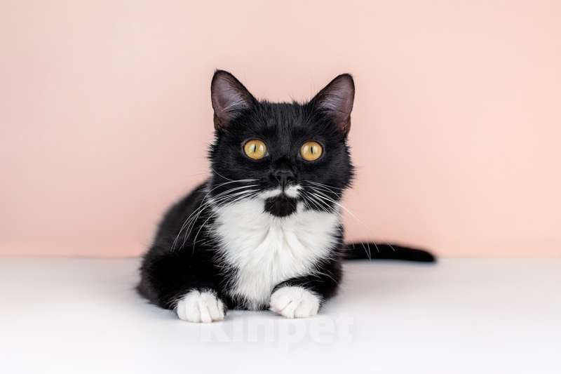 Кошки в Москве: Маркиза Дарья, черно-белая кошка в добрые руки Девочка, Бесплатно - фото 5