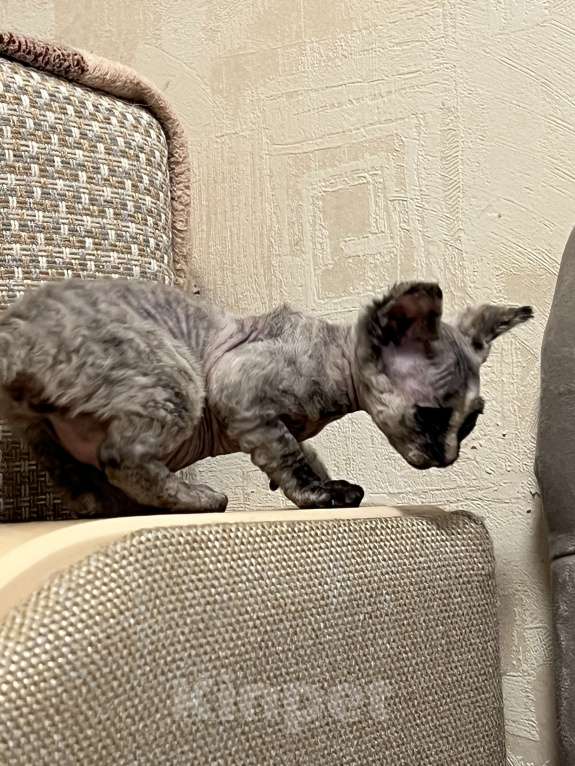 Кошки в Москве: Продаю котенка сфинкса 😻 Девочка, 10 000 руб. - фото 5