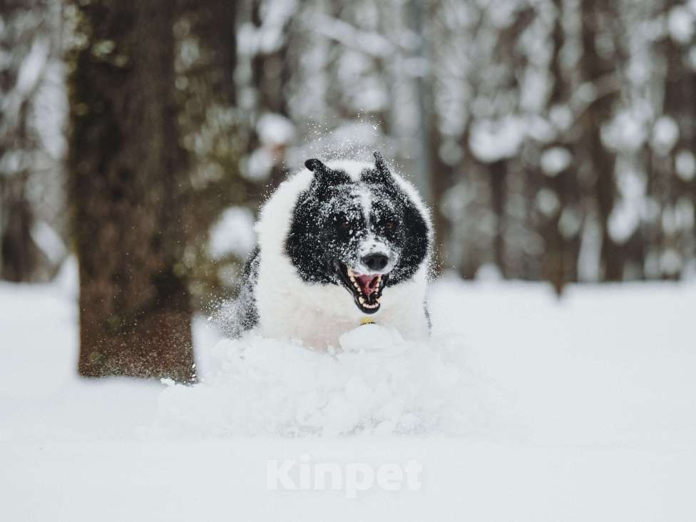 Собаки в Москве: Север – энергичный пес, рожденный для приключений.💫 Мальчик, Бесплатно - фото 6