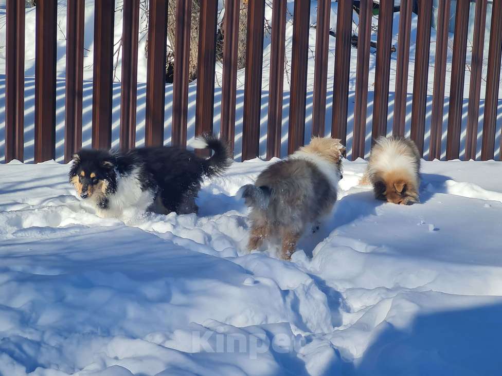 Собаки в Туле: Щенок Колли Длинношерстный Мальчик, 70 000 руб. - фото 1