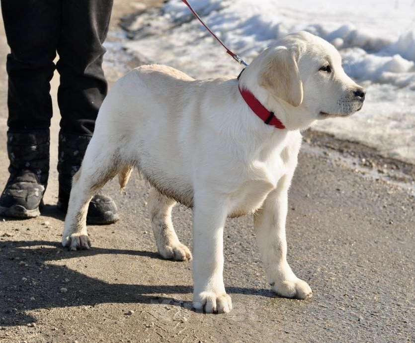 Собаки в Задонске: Девочка Лабрадора Девочка, 50 000 руб. - фото 4